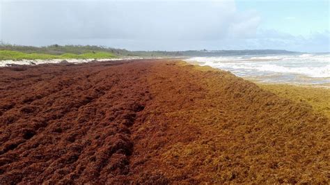 Measurements taken in. . Sargassum seaweed 2023 forecast barbados